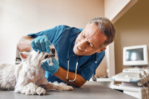 Best Dentist for Tooth Abscess  in Ogden, KS